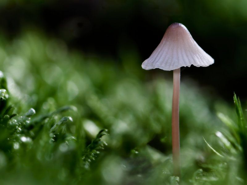 paddenstoel solo I van Klaartje Majoor