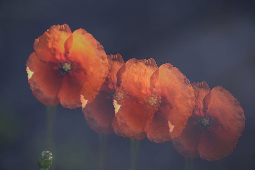 Mohnblumen von Cora Unk