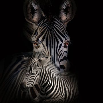 Moeder en kind, Zebra van Bert Hooijer