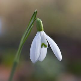 Sneeuwklokje van Rini Braber