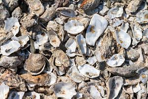 Oesters op het strand van Cancale close up
