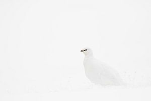 Sneeuwhoen in de sneeuw