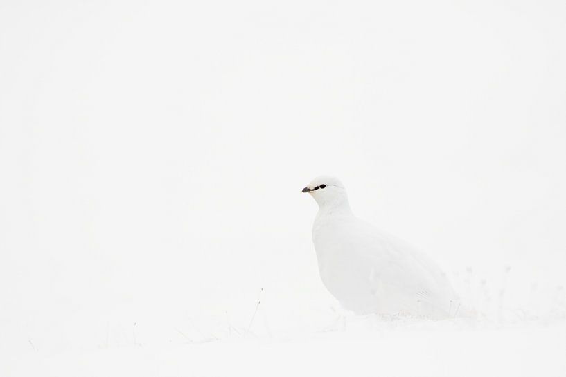 Schneehuhn im Schnee von Sam Mannaerts