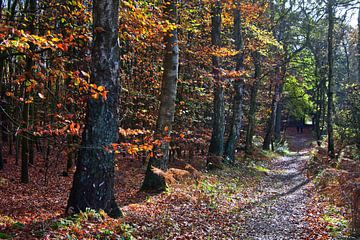 Herfst in het bos 5 van Edgar Schermaul