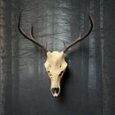 An antler on the wall without an antler on the wall by Arjen Roos thumbnail