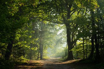 Zonnepad sur Jeroen Linnenkamp