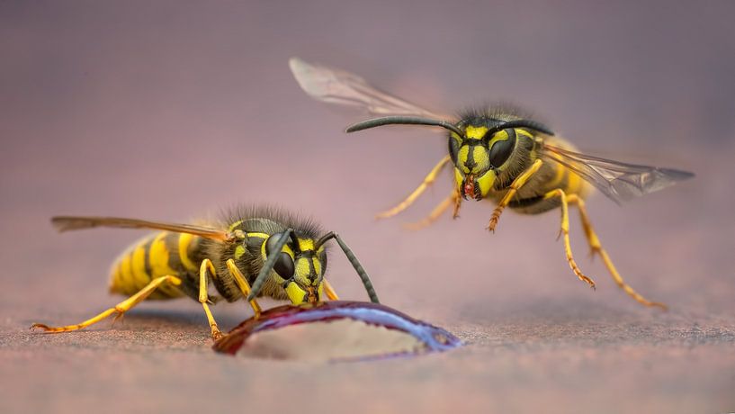Guêpes par Arno van Zon photography