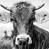 La vache dans l'herbe par kuh-bilder.de