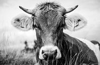 La vache dans l'herbe sur kuh-bilder.de Aperçu