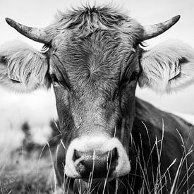 Cow in the grass by kuh-bilder.de