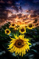 zonnebloemen