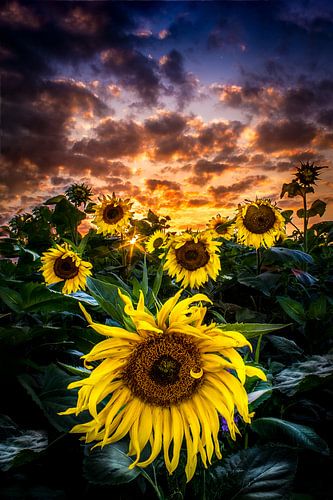 zonnebloemen