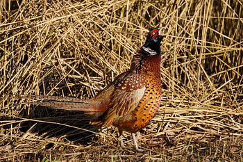 Fazant roept het uit