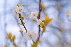 Fresh-Blossom van Hiske Boon