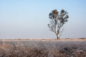 Cold morning by Maarten Kooij