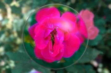 Sauterelle sur une rose