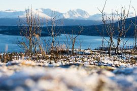 Straumsfjorden van Photos by Ilse