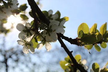 Tree with flowers