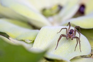 spin op een waterplant van Marcel Derweduwen