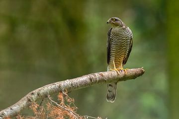 The Sparrowhawk by Robbie Nijman