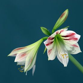 Amaryllis sur Clicksby JB