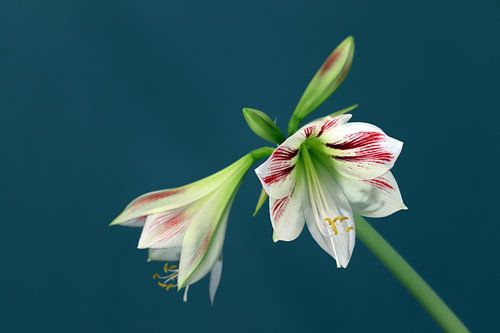 Amaryllis