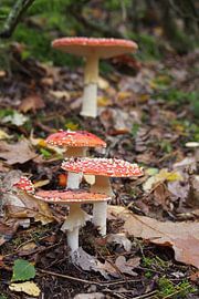 Autumn mushroom by Peter Hullegien