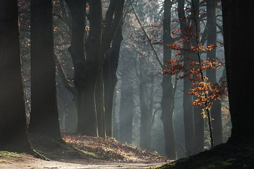 De winter. Fris en koud. De natuur in Rust
