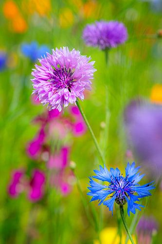 pop of colour 3 by Hanneke Luit