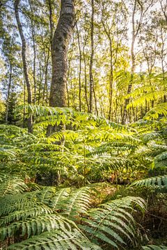 Forêt de bouleaux avec ferme dans le Taunus sur Christian Müringer