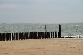 Een Meeuw van Kiki Hofman