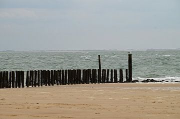 Een Meeuw von Kiki Hofman