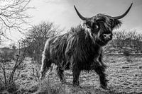 Scottish Highlander black and white