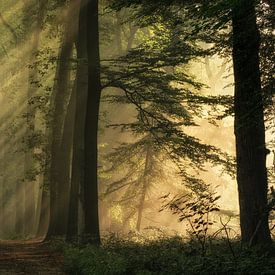 Rayons de soleil dans la forêt brumeuse sur Moetwil en van Dijk - Fotografie