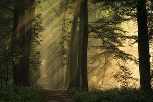 Sunbeams in the misty forest
