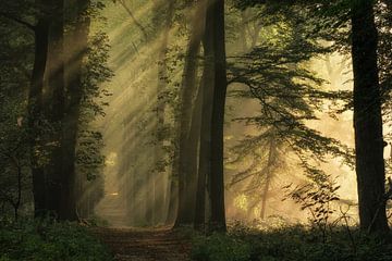 Zonnestralen in het mistige bos