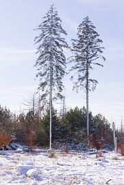 Dwingelderveld - Drenthe (Netherlands) by Marcel Kerdijk