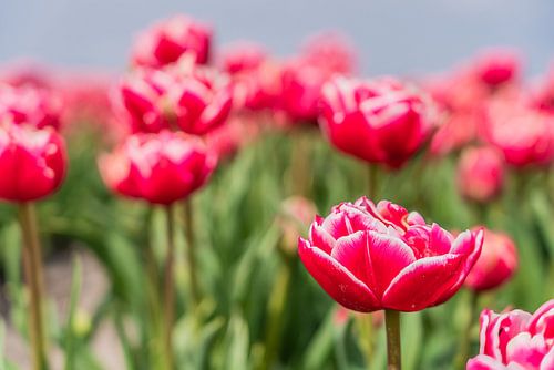 Red tulip in a field in the Netherlands