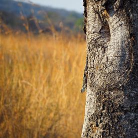 Lizard on tree by Moniek Salomons