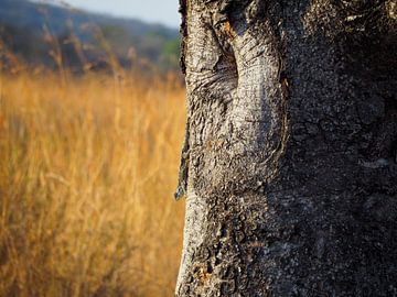 Lézard sur l'arbre sur Moniek Salomons