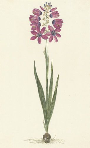Ixia lutea Eckl. var. ovata. par Robert Jacob Gordon, 1777 - 1786