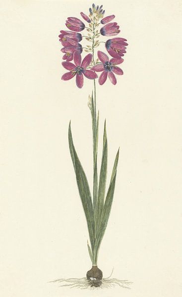 Ixia lutea Eckl. var. ovata. van Robert Jacob Gordon, 1777 - 1786 van Gave Meesters