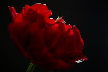 Rode tulp van Ingrid van Wolferen