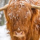 Schotse Hooglander in de sneeuw van Sjoerd van der Wal thumbnail