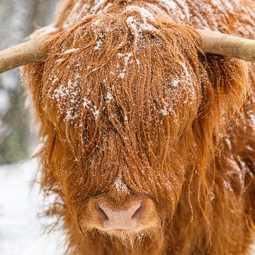 Schottisches Hochlandrind im Schnee von Sjoerd van der Wal Fotografie