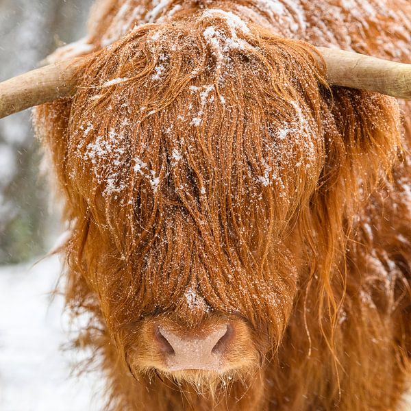 Schotse Hooglander in de sneeuw van Sjoerd van der Wal