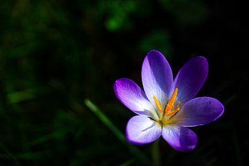 Krokussen in zon en schaduw van Patrice Schmitz - Pictures by Patrice