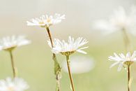 Weiche Gänseblümchen, weiße Blüten von KB Design & Photography (Karen Brouwer) Miniaturansicht