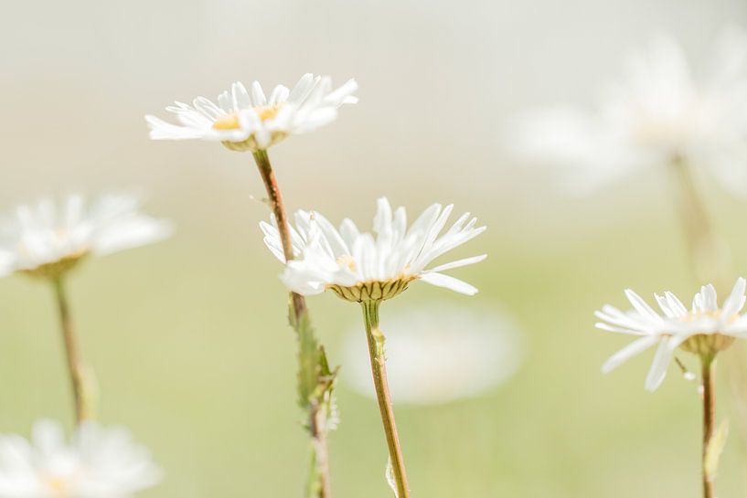 Weiche Gänseblümchen, weiße Blüten von KB Design & Photography (Karen Brouwer)