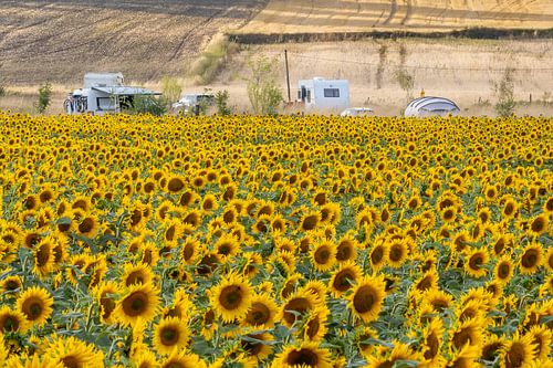 Sonnenblumen 07 von Ruud Peters